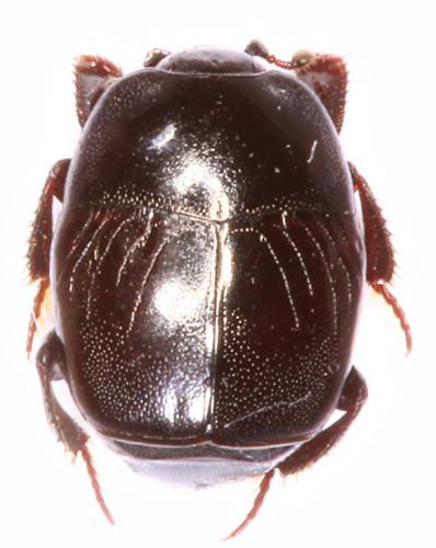 Saprinus subnitescens